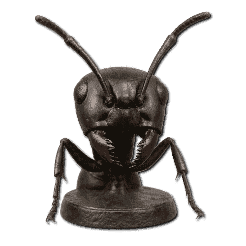 Ant