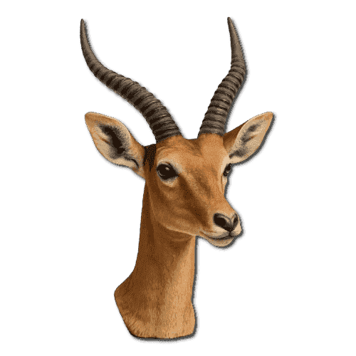 Antelope