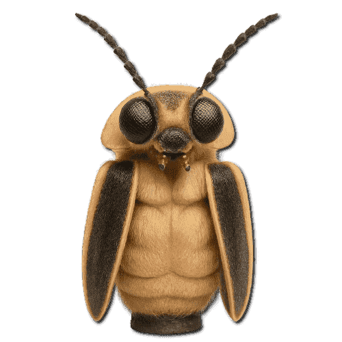 Firefly