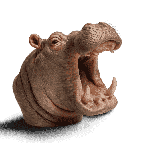 Hippopotamus