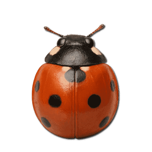 Ladybug